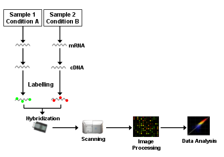 microarray workflow genomic research laboratory geneva microarray technology microarray workflow genomic research laboratory geneva microarray technology